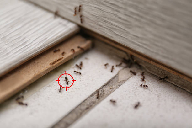 Best Best Pest Control Companies  in Gypsum, CO