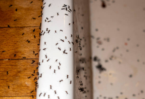 Flea Control Services in Gypsum, CO