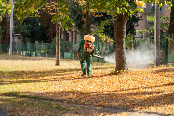 Best Termite Control Services  in Gypsum, CO