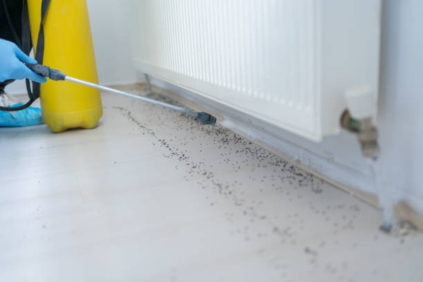 Best Pest Removal Services  in Gypsum, CO